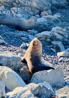 Tag 14 - Robbenbeobachtung