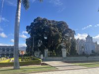 Arból de Tule, Tule
