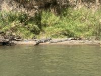 Krokodil im Sumidero Canyon