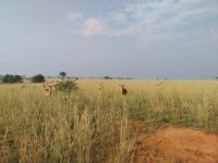 Antilopen, Murchison Falls NP, Uganda