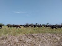 Büffelherde, Ishasha-Sektor, Queen Elizabeth Nationalpark, Uganda