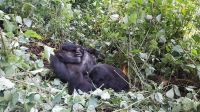 Gorilla, Bwindi Impenetrable Nationalpark, Uganda