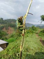 Echse, Uganda
