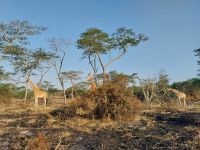 Walking-Safari, Lake Mburo Nationalpark, Uganda