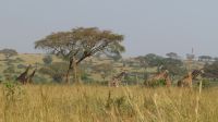 Murchison Falls NP, Uganda