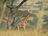 Murchison Falls NP, Uganda