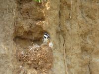 Murchison Falls NP, Uganda