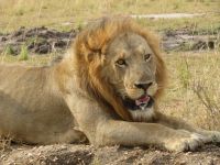 Löwe, Queen Elizabeth Nationalpark, Uganda