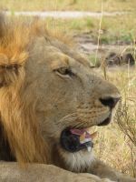 Löwe, Queen Elizabeth Nationalpark, Uganda
