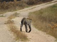 Leopard, Ishasha-Sektor, Queen Elizabeth Nationalpark, Uganda