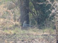 Leopard, Ishasha-Sektor, Queen Elizabeth Nationalpark, Uganda