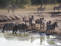 Zebras, Lake Mburo Nationalpark, Uganda