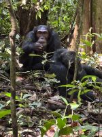Schimpansen, Kibale Nationalpark, Uganda