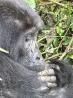 Gorilla, Bwindi Impenetrable Nationalpark, Uganda