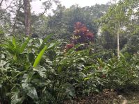 Regenwald, Palenque