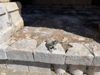 Leguan im Viereck der Nonnen, Uxmal