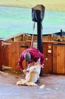 Tag 18 - Schafschur auf der Walter Peak Farm