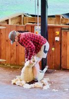 Tag 18 - Schafschur auf der Walter Peak Farm