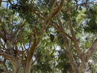 6. Tag: Ausflug in den Norden – Koalas im Yanchep-Nationalpark