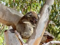 6. Tag: Ausflug in den Norden – Koalas im Yanchep-Nationalpark