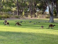 6. Tag: Ausflug in den Norden – Kängurus im Pinnaroo Valley Memorial Park