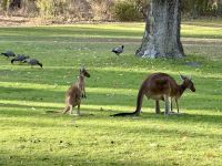6. Tag: Ausflug in den Norden – Kängurus im Pinnaroo Valley Memorial Park