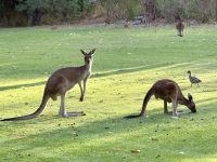 6. Tag: Ausflug in den Norden – Kängurus im Pinnaroo Valley Memorial Park
