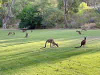 6. Tag: Ausflug in den Norden – Kängurus im Pinnaroo Valley Memorial Park