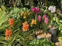 3. Tag: Stadtrundfahrt durch Singapur – Nationaler Orchideengarten im Botanischen Garten