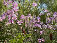 3. Tag: Stadtrundfahrt durch Singapur – Nationaler Orchideengarten im Botanischen Garten