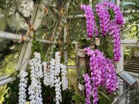 3. Tag: Stadtrundfahrt durch Singapur – Nationaler Orchideengarten im Botanischen Garten