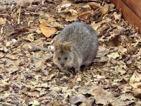 5. Tag: Tagesausflug auf die Rottnest Island – Quokka im Dorf