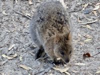 5. Tag: Tagesausflug auf die Rottnest Island – Quokka auf dem Weg zum Strand „The Basin“