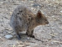 5. Tag: Tagesausflug auf die Rottnest Island – Quokka auf dem Weg zum Strand „The Basin“