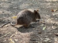 5. Tag: Tagesausflug auf die Rottnest Island – Quokka auf dem Weg zum Strand „The Basin“