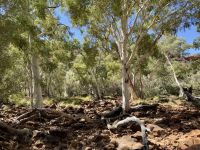 9. Tag: Von Alice Springs zum Kings Canyon – Kings Canyon Creek Walk