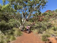9. Tag: Von Alice Springs zum Kings Canyon – Kings Canyon Creek Walk