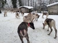 Finnland - auf der Rentierfarm