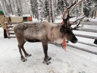 Finnland - auf der Rentierfarm