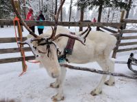 Finnland - Fahrt mit dem Rentierschlitten