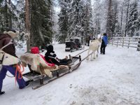 Finnland - Fahrt mit dem Rentierschlitten