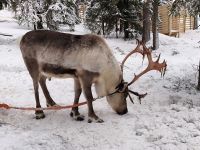 Finnland - auf der Rentierfarm