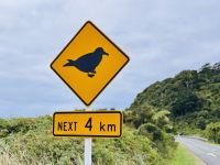 Tag 21 - Achtung Sturmvogel 