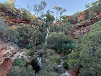 10. Tag: Morgenspaziergang am Kings Canyon (Kings Canyon Rim Walk) – Garten von Eden