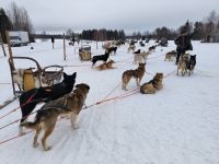Finnland - auf der Husky-Farm