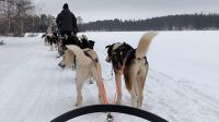 Finnland - Fahrt mit dem Husky-Schlitten 