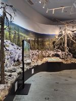 Tag 7 -  Salla Wildernesspark