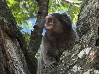 Weißbüscheläffchen am Zuckerhut in Rio de Janeiro 