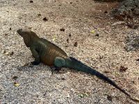 Riesenleguane, Dominikanische Republik