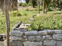 Archäologische Stätte, Tulum, Mexiko 